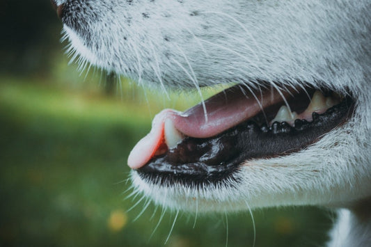 5 Tips for Keeping Your Pet's Teeth Clean and Healthy - PETPOY