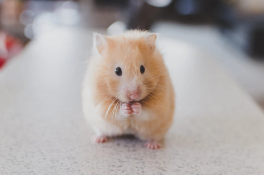 Spotting Illness Signs in Your Beloved Pets