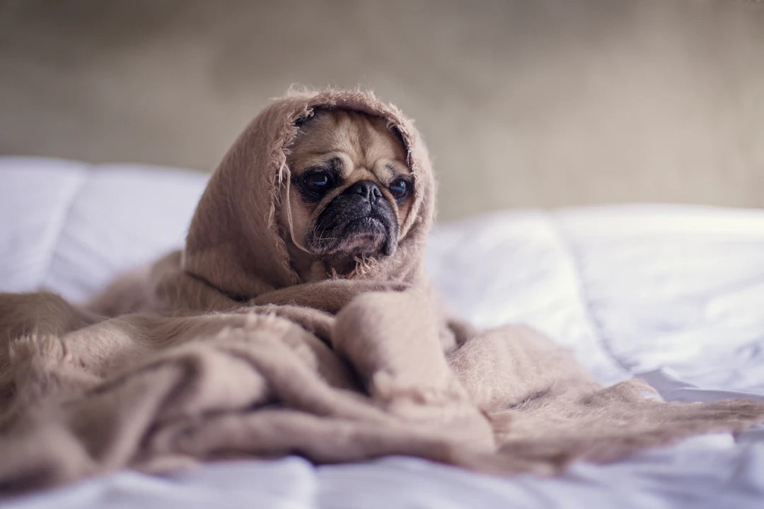 Be Prepared Your Guide to Emergency Pet Readiness