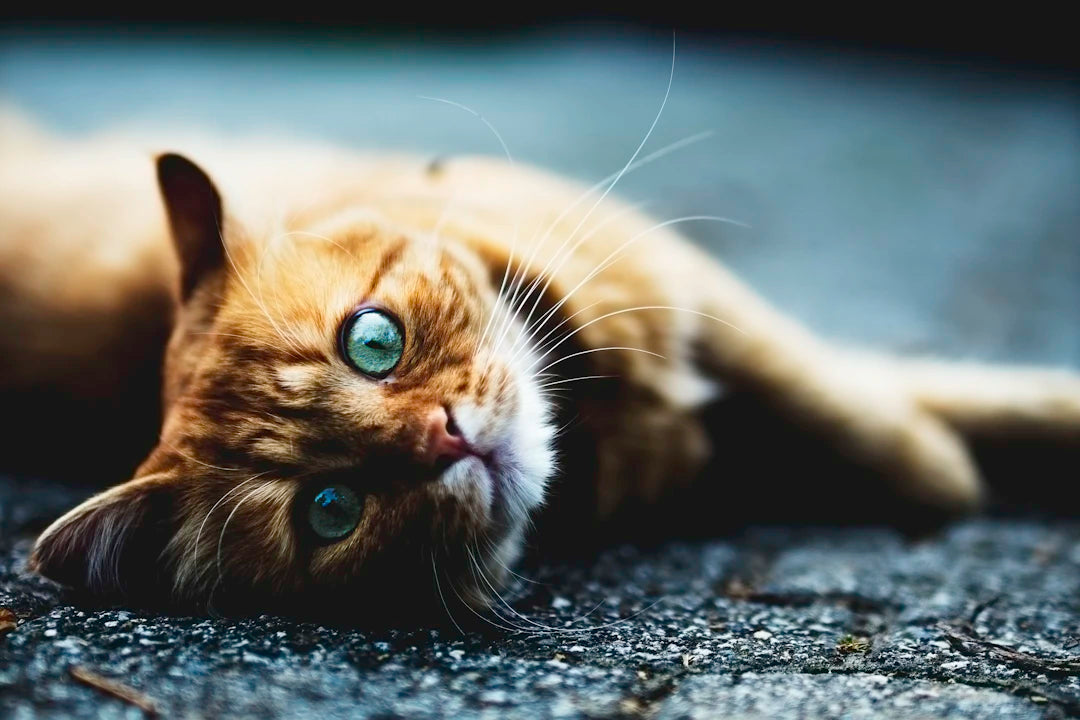 Is Your Pet in Pain Discover the Signs Solutions