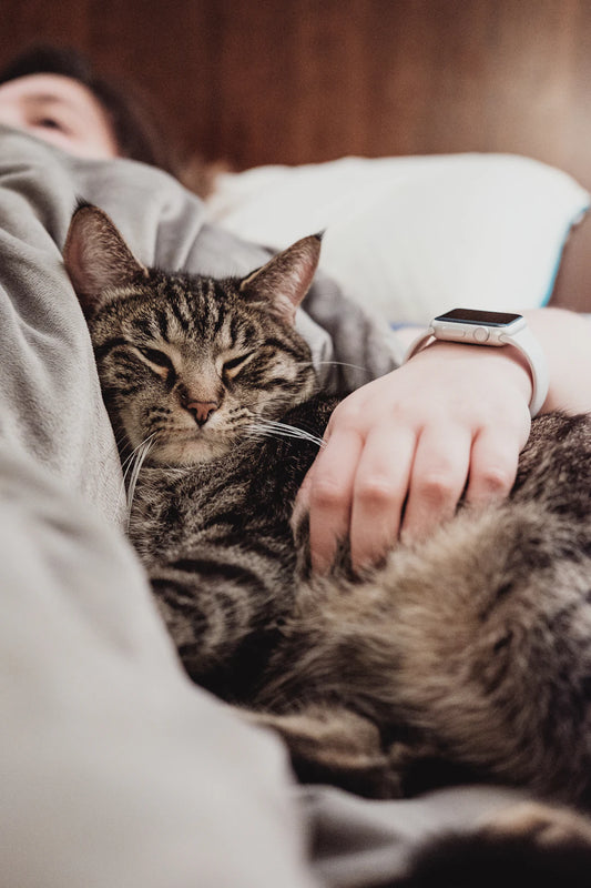 How Seasons Impact Your Pet's Health Year-Round
