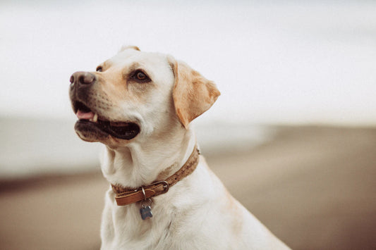 Natural Remedies for Common Pet Ailments