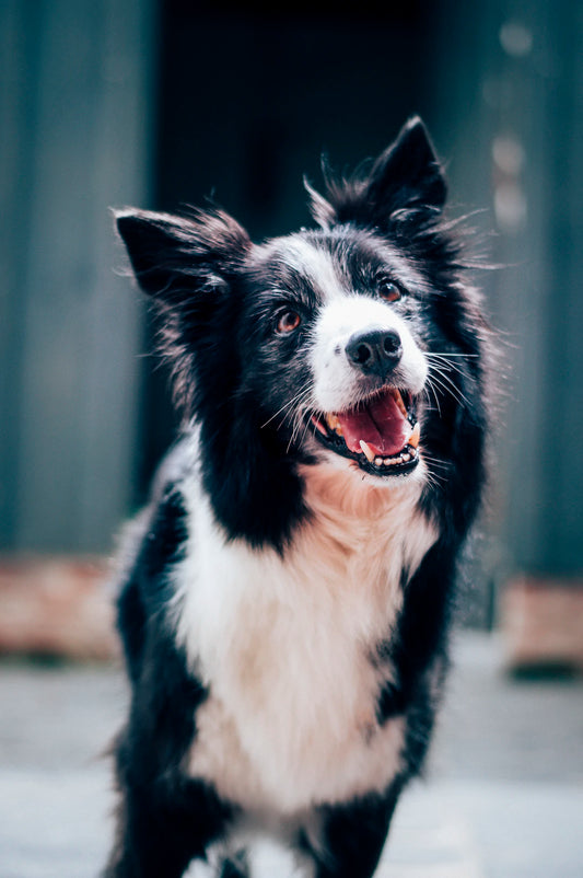 Health Risks for Different Dog Breeds Uncovered