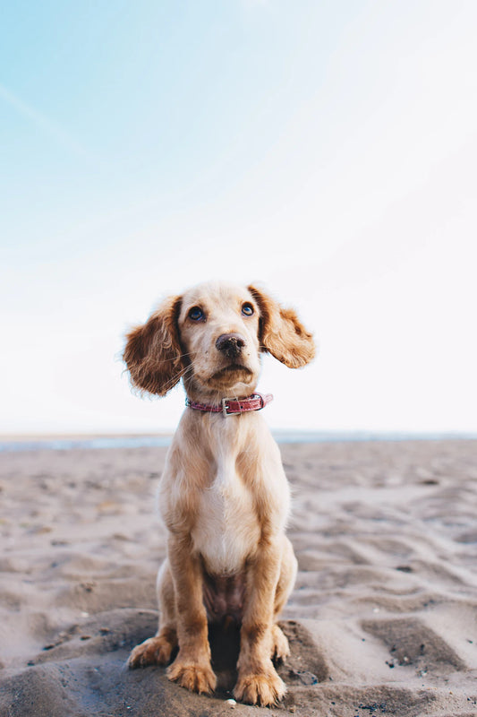 Common Allergies in Pets and Their Symptoms