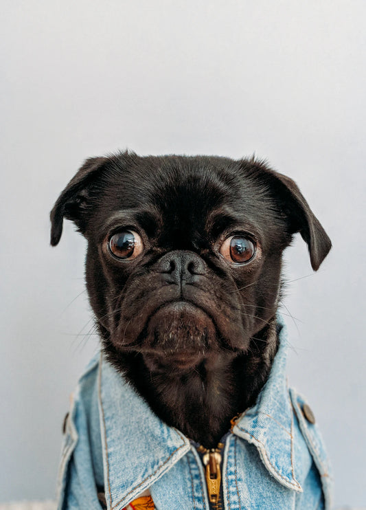 Essential Guide to Common Pet Allergies and Their Treatments