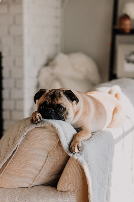 Understand Pet Parasites Prevention Treatment Guide