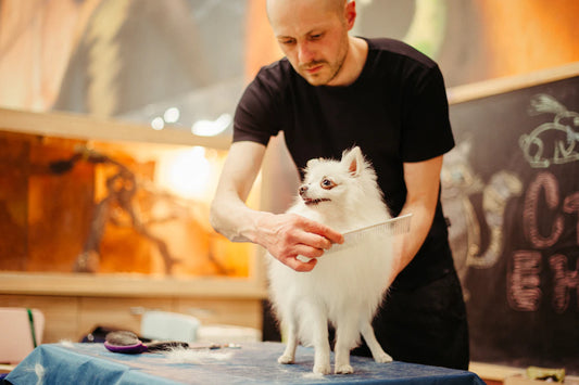 Boost Your Pet's Health With Grooming Benefits