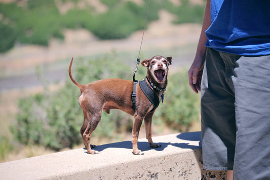 Traveling with Pets Keeping Them Healthy on the Go
