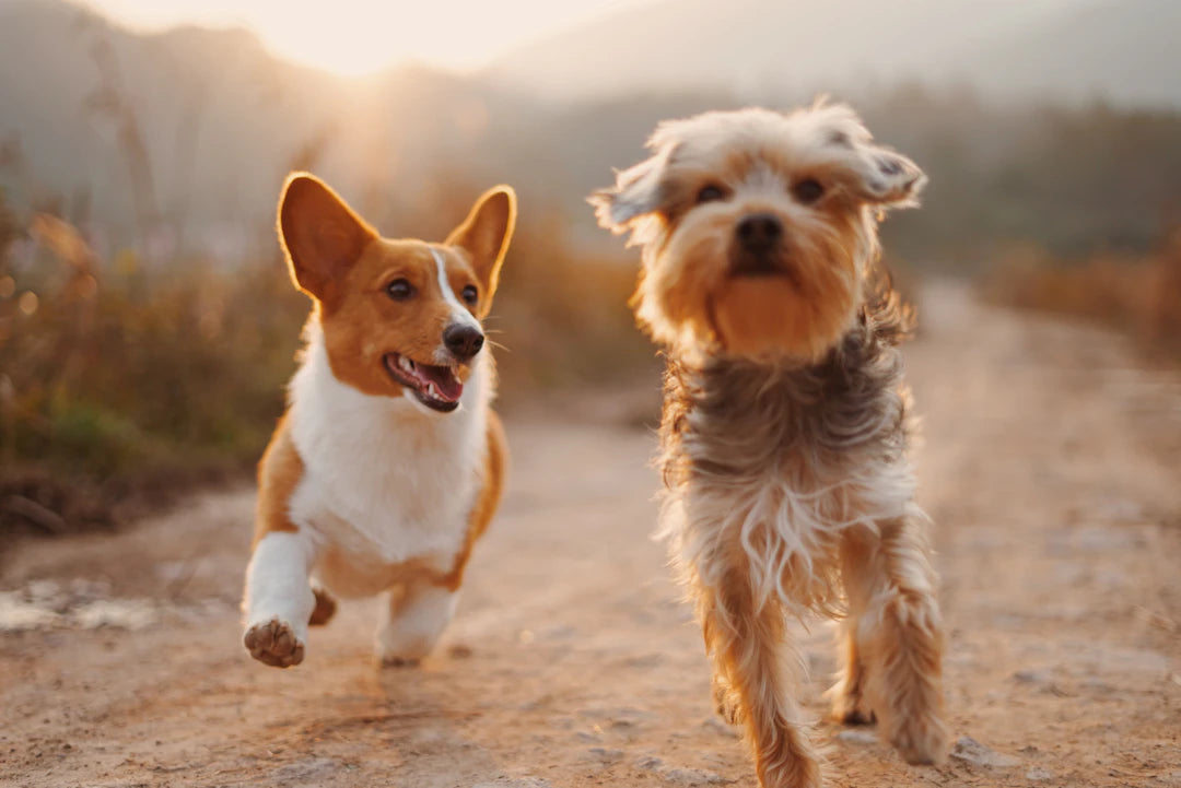 Pet First Aid Essential Tips Every Owner Should Know