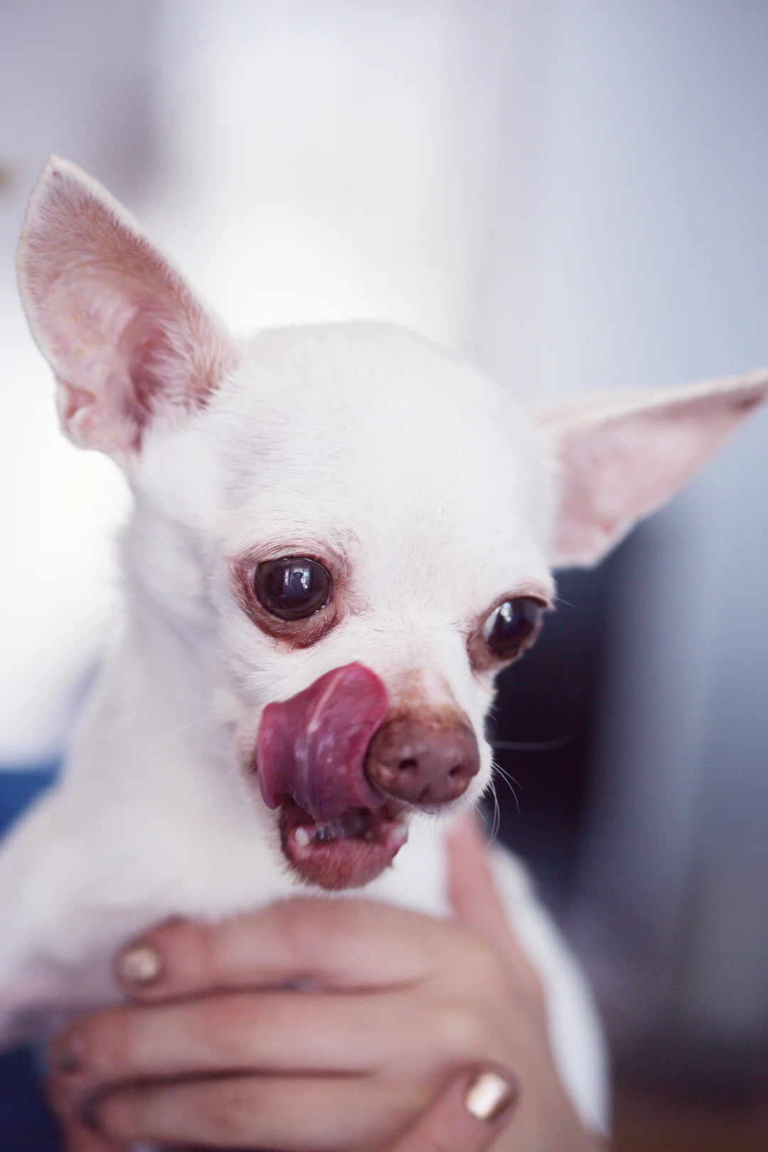 The Joys and Benefits of Senior Pet Care