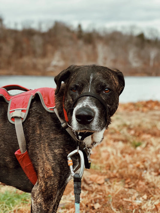 Establishing a Fit Routine Healthy Exercise for Your Pets