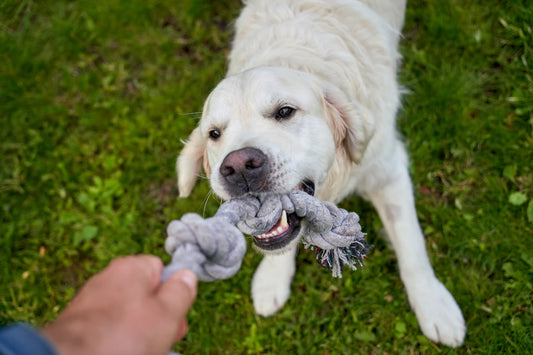 Decoding Your Pet's Behavior A Health Guide