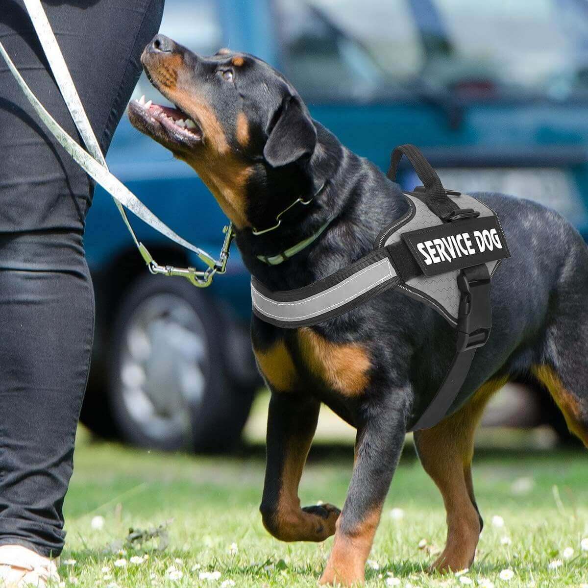 Dog Harness, No Pull Easy On and Off Pet Vest Harness, 3M Reflective Breathable & Easy Adjust Pet Halters with Nylon Handle - No More Tugging or Choking for Small Medium Large Dogs - PETPOY