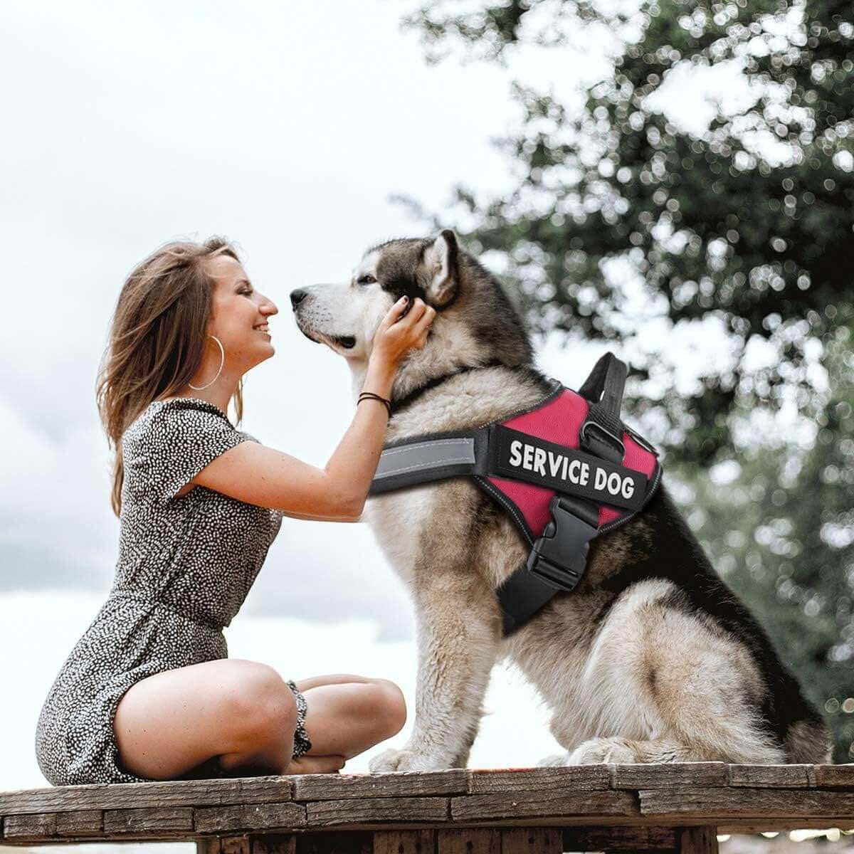 Dog Harness, No Pull Easy On and Off Pet Vest Harness, 3M Reflective Breathable & Easy Adjust Pet Halters with Nylon Handle - No More Tugging or Choking for Small Medium Large Dogs - PETPOY