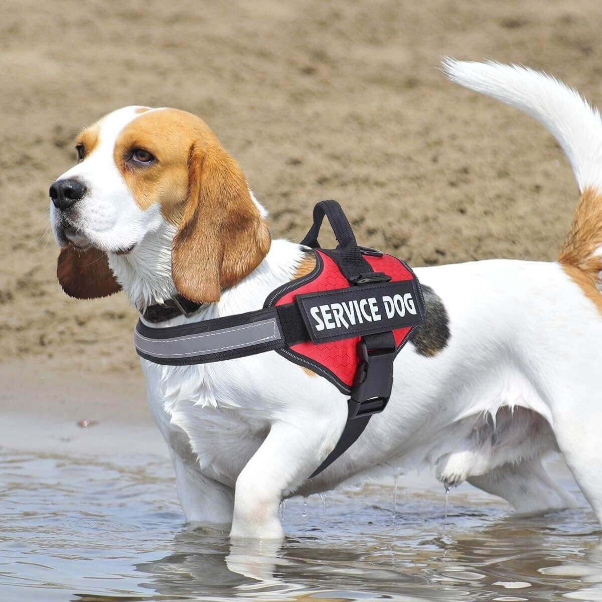 Dog Harness, No Pull Easy On and Off Pet Vest Harness, 3M Reflective Breathable & Easy Adjust Pet Halters with Nylon Handle - No More Tugging or Choking for Small Medium Large Dogs - PETPOY
