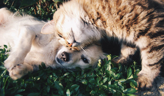 Keep Your Pet Fit Tips for Healthy Weight Management