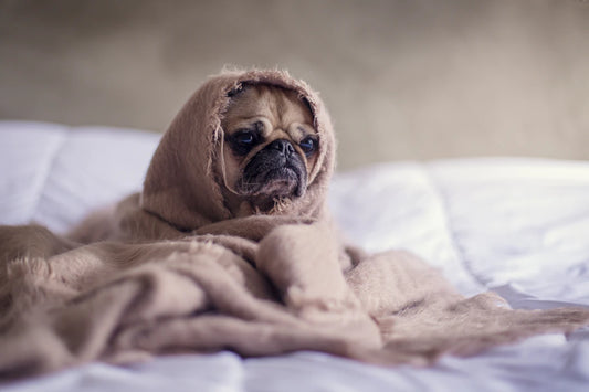 Be Prepared Your Guide to Emergency Pet Readiness