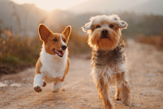 Pet First Aid Essential Tips Every Owner Should Know