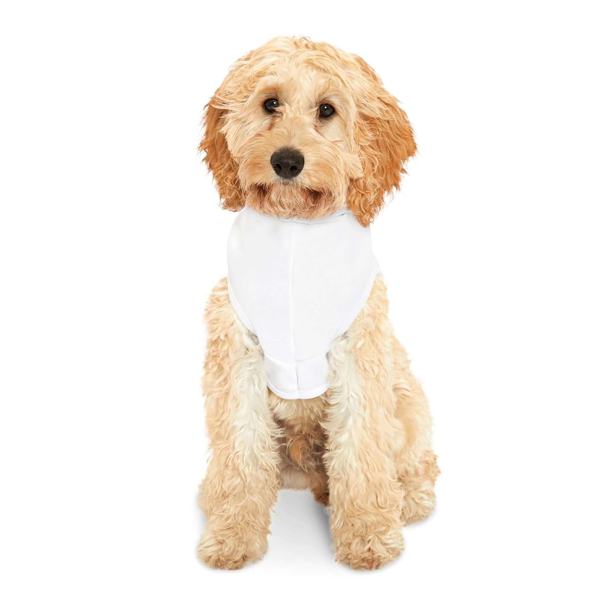 Cute fluffy dog wearing a white bandana, ready for a stylish day out.